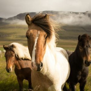 Equine Photo