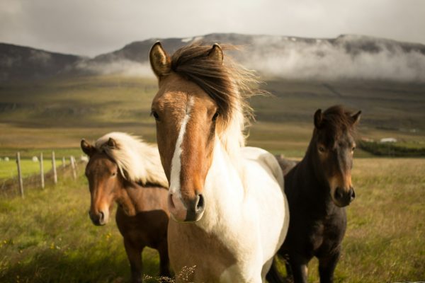 Equine Photo